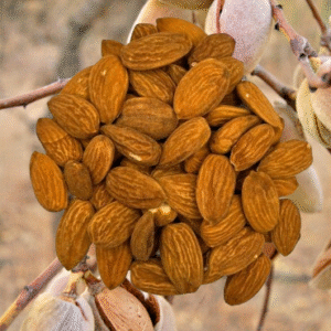 Amande-لوز-بلدي